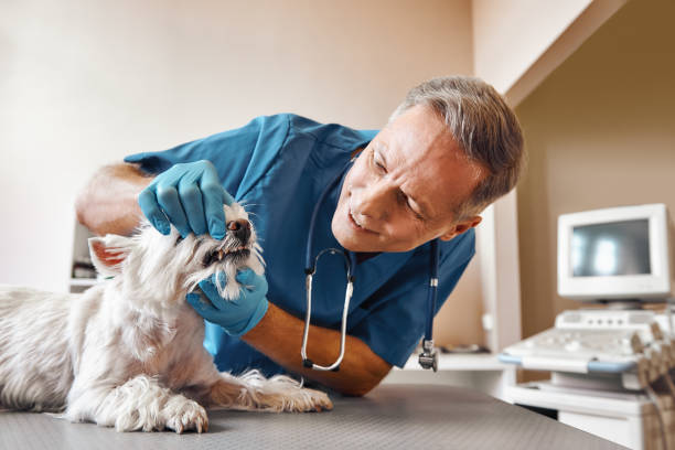 Best Emergency Wisdom Teeth Removal in Springville, IA